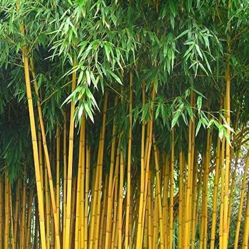 Bamboo Grove