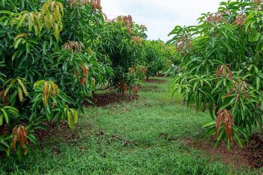 Mango Field